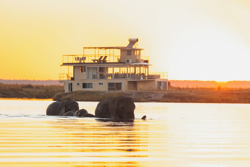 Chobe Princess By Mantis