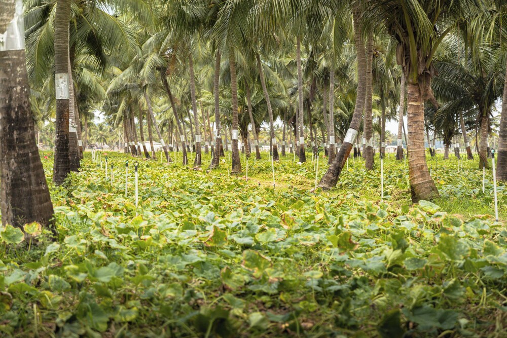 Roshanne Beach Resort