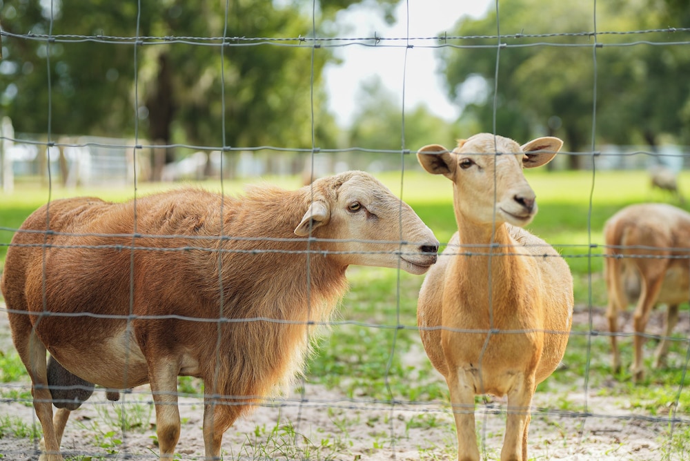 Pet the Sheep! Rural & Spacious Polk City Retreat