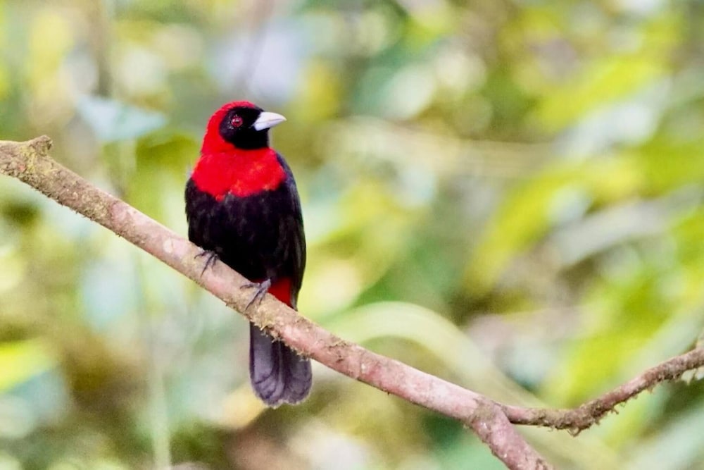 Pura Vidaville - Toucan's Nest
