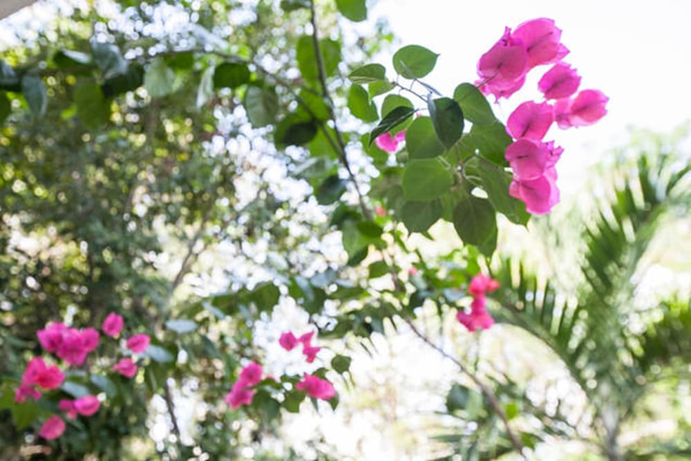 Relaxing Casa Tzalam 3BR Surrounded by nature by Happy Address view 5