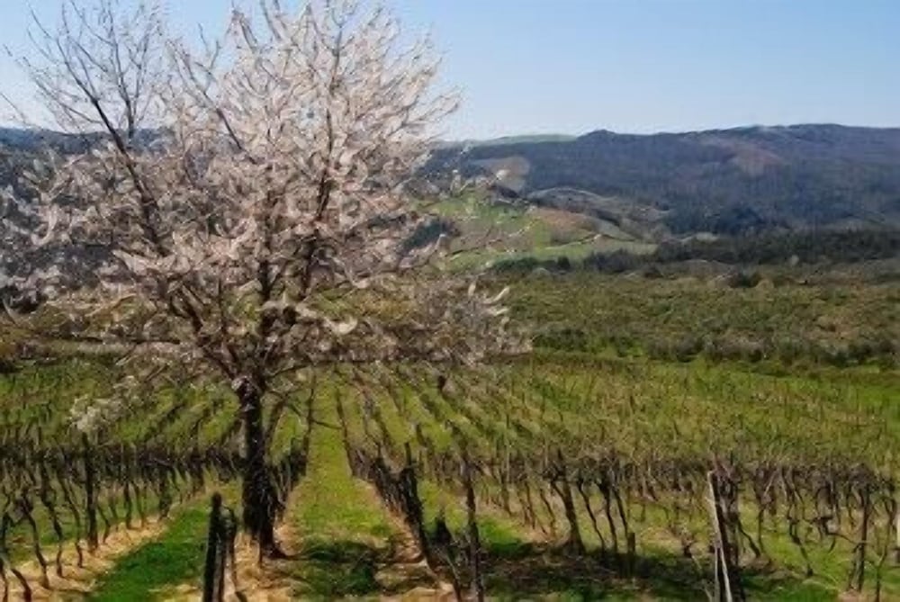 Fattoria Voltrona view 5