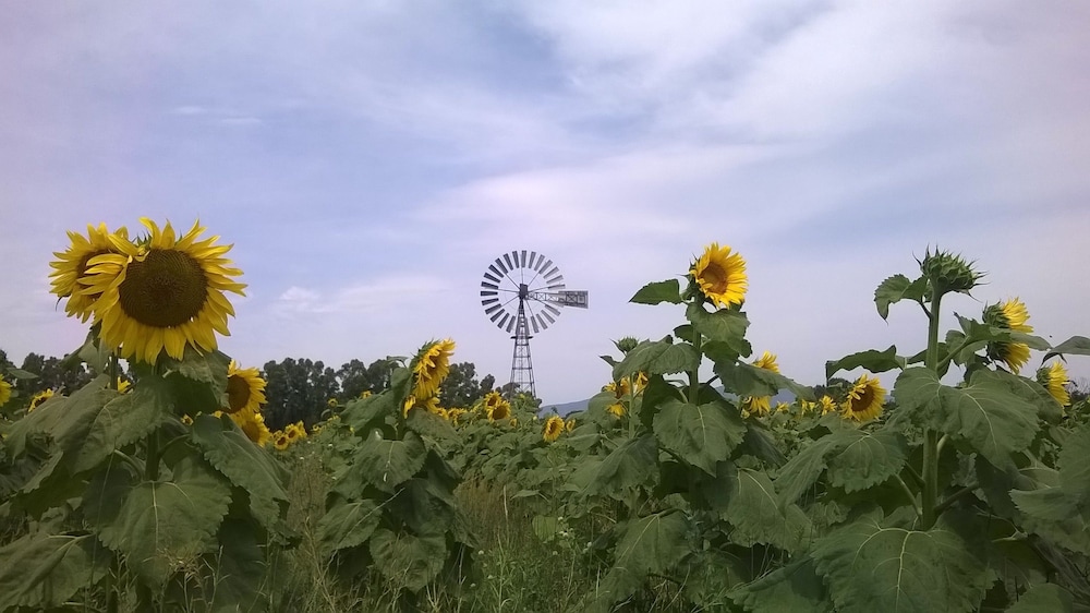 Vento di Maremma