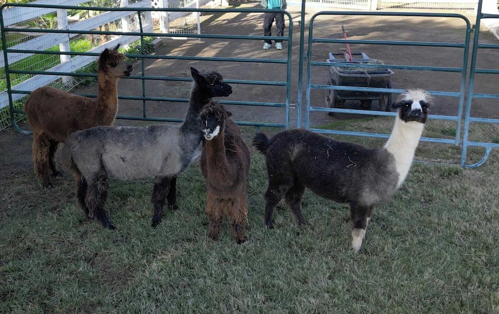 @ Marbella Lane - Alpaca Farm House l Pool