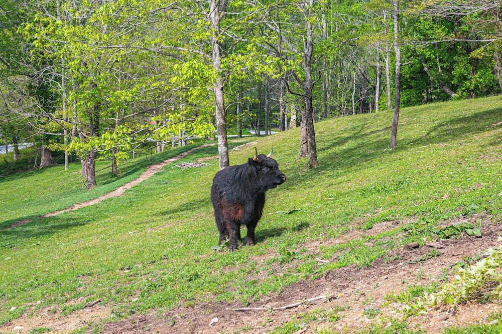 On Farm: Charming Hendersonville Retreat!