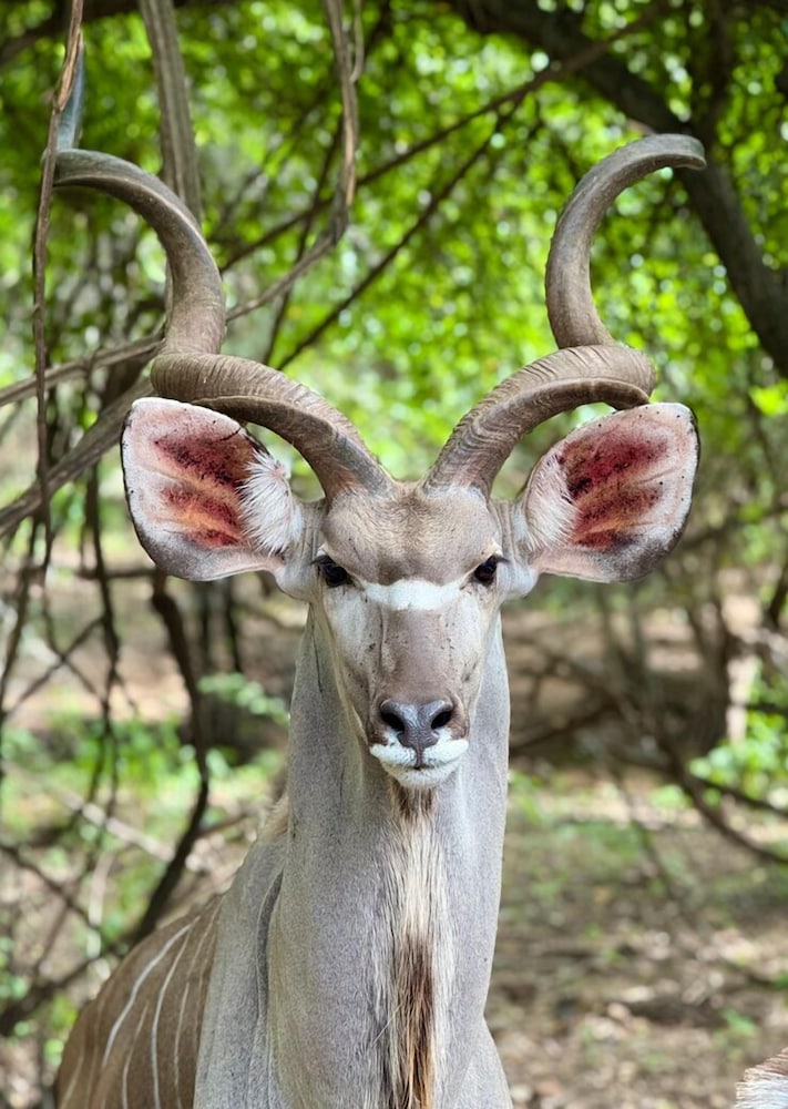 Singwe Private Safari lodge