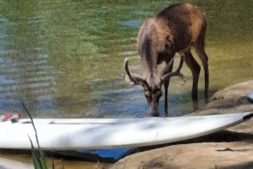 1BR Dog-friendly Lakefront Cabin w/ Canoes