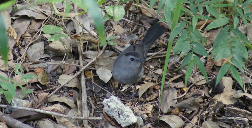 Mini Pini Birdwatching and Cenote Loft4 you Only
