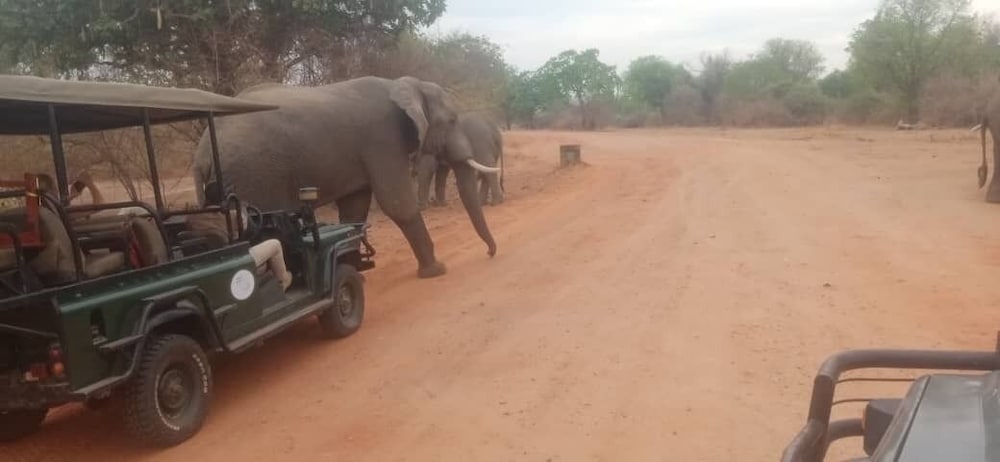 Royal South Luangwa Safaris Lodge