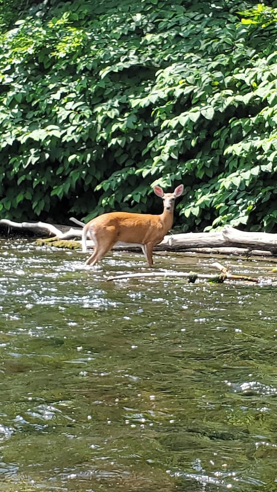 Catskill Retreat