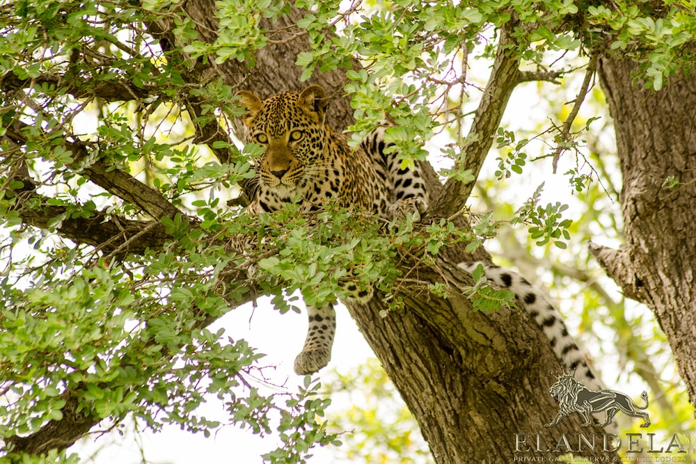 Elandela Private Game Reserve & Luxury Lodge
