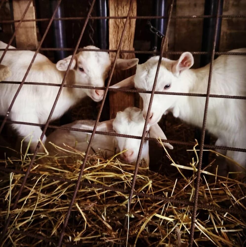 Agriturismo Travaglini photo 4