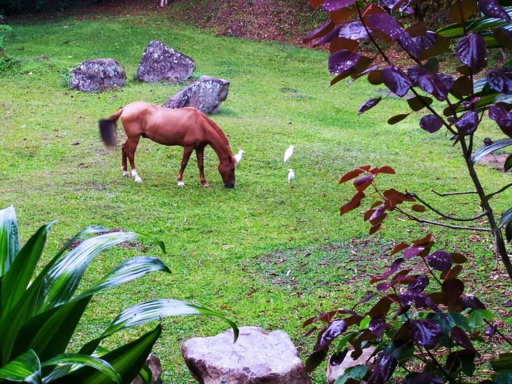 Mindo Eco chalet