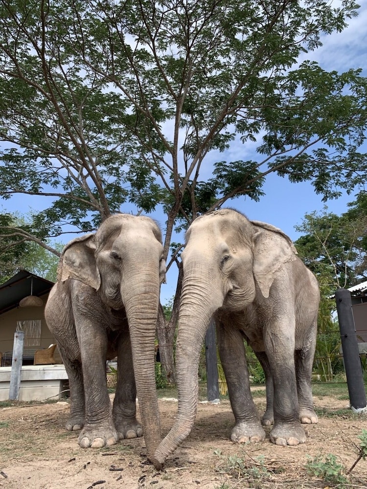 Elephant View Camp view 5
