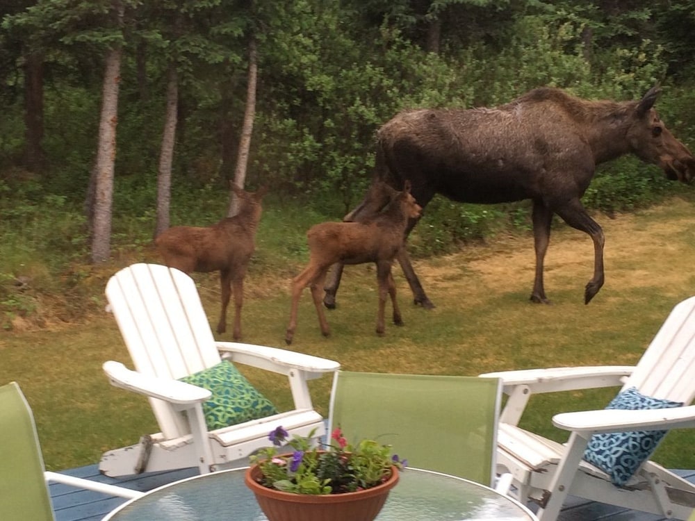 Denali Primrose B&B