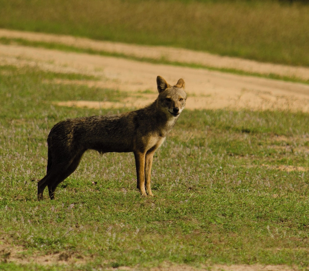 Funky Leopard Safari Lodge Bordering Yala National Park - Hostel