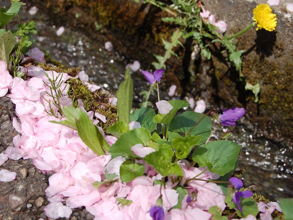 Photo 37