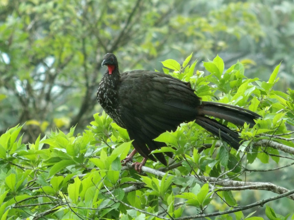 Pura Vidaville - Toucan's Nest