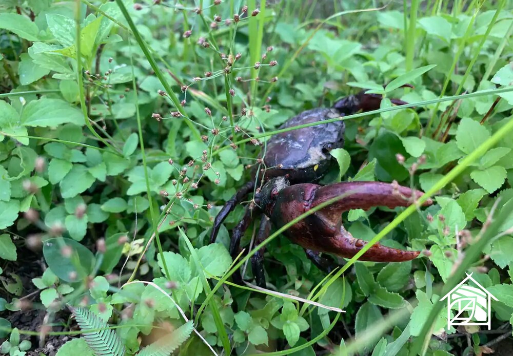Paddy Fields Haven - Natures Nest Pai view 5