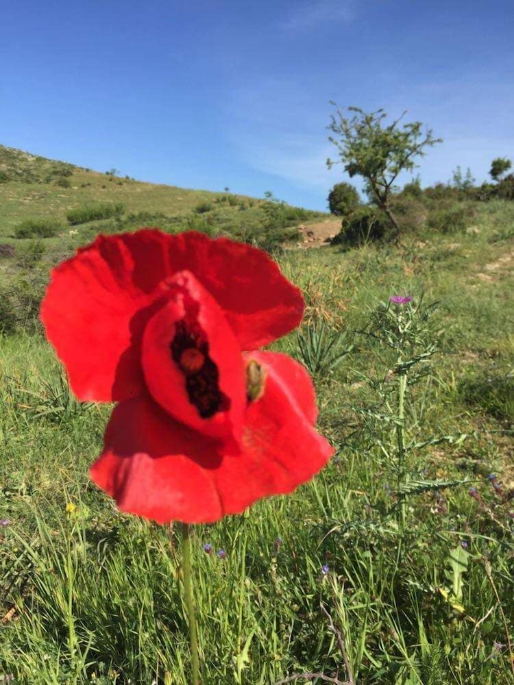 Bote Farms - Agritourism