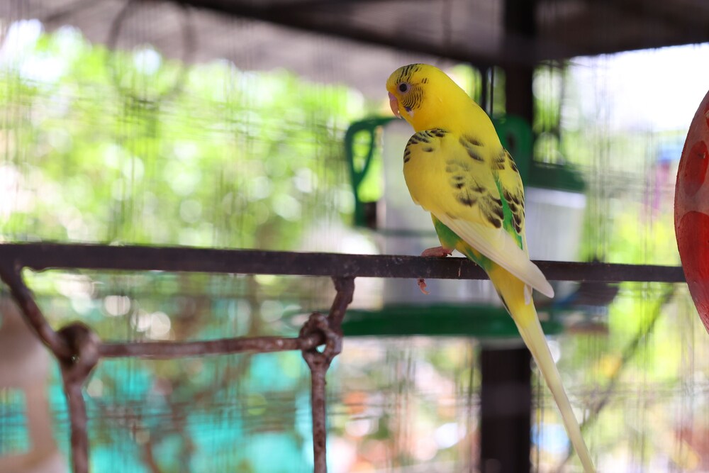 Coconut Lagoon Agro Resort