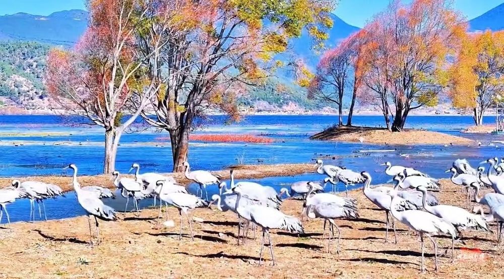 yuanxiangwenyuan