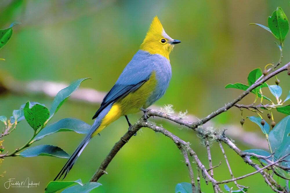 Sueños Natura Birding & Photography