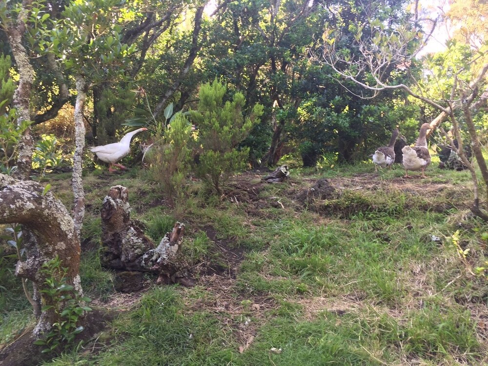 Saint Jorge Farm and Bungalows