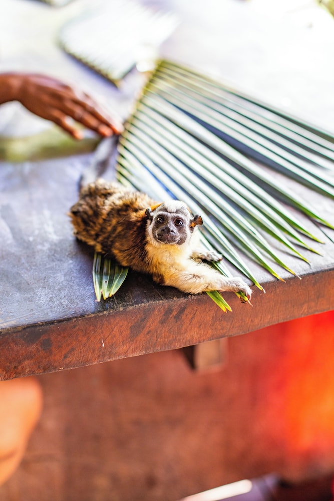 Urraca Monkey Island Eco Resort