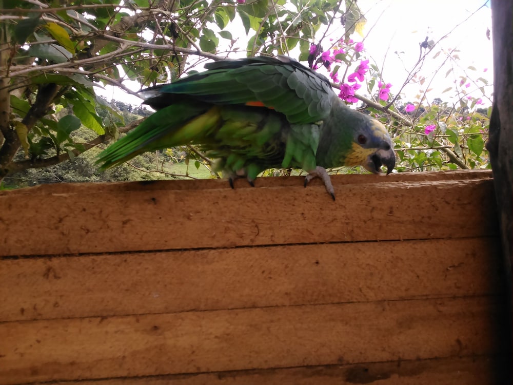 Rutun Orquídeas