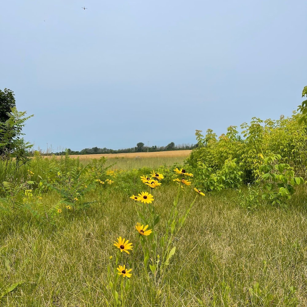 Welcome to Golden Field Farmhouse