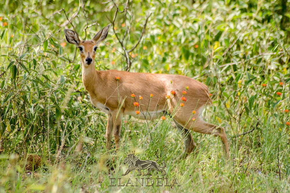 Elandela Private Game Reserve & Luxury Lodge