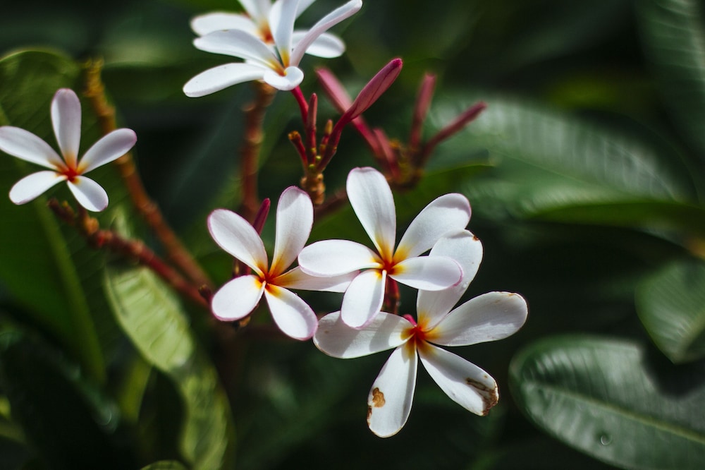 Viangdara Chiang Mai