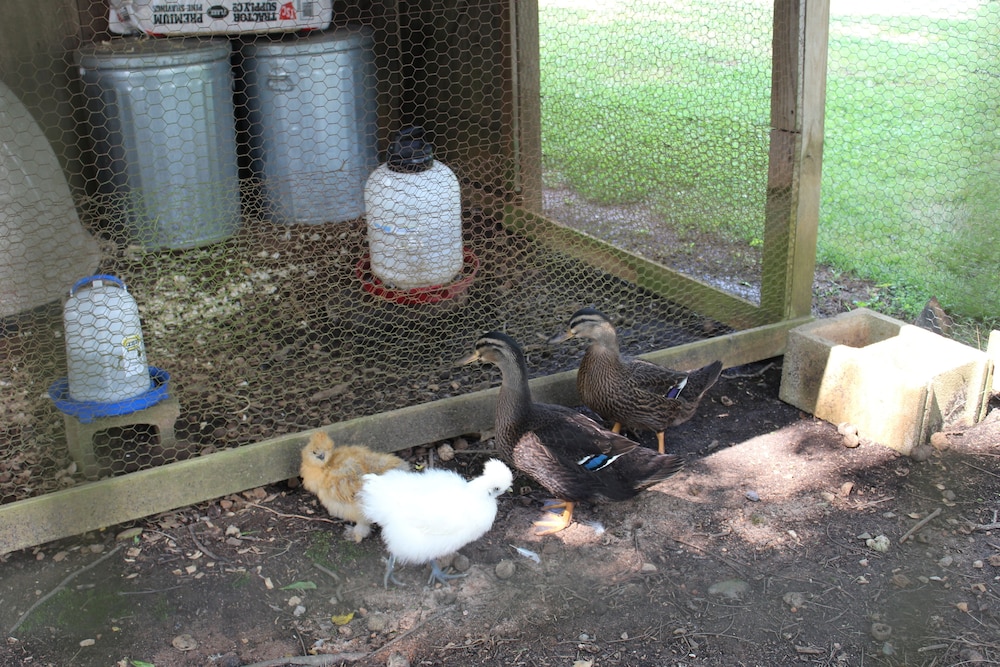 Photo 25