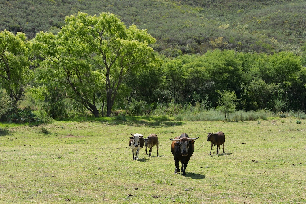 AfriCamps at Pat Busch Mountain Reserve