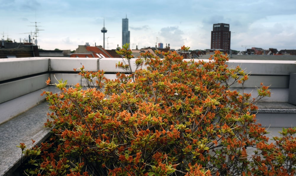 roof