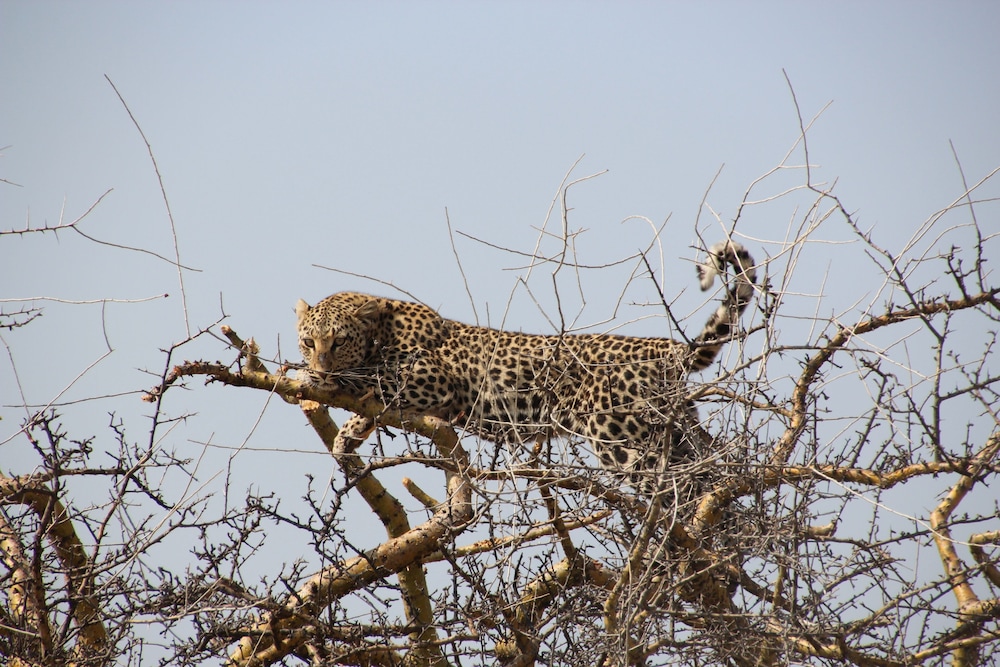 Baluleni Safari Lodge