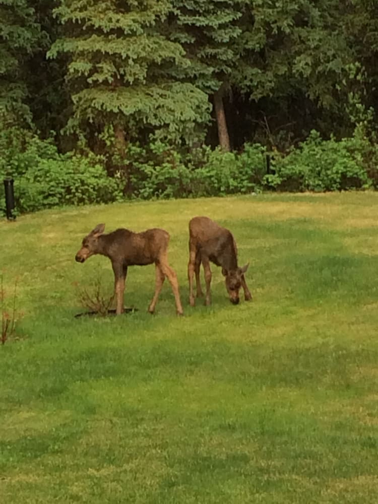 Denali Primrose B&B