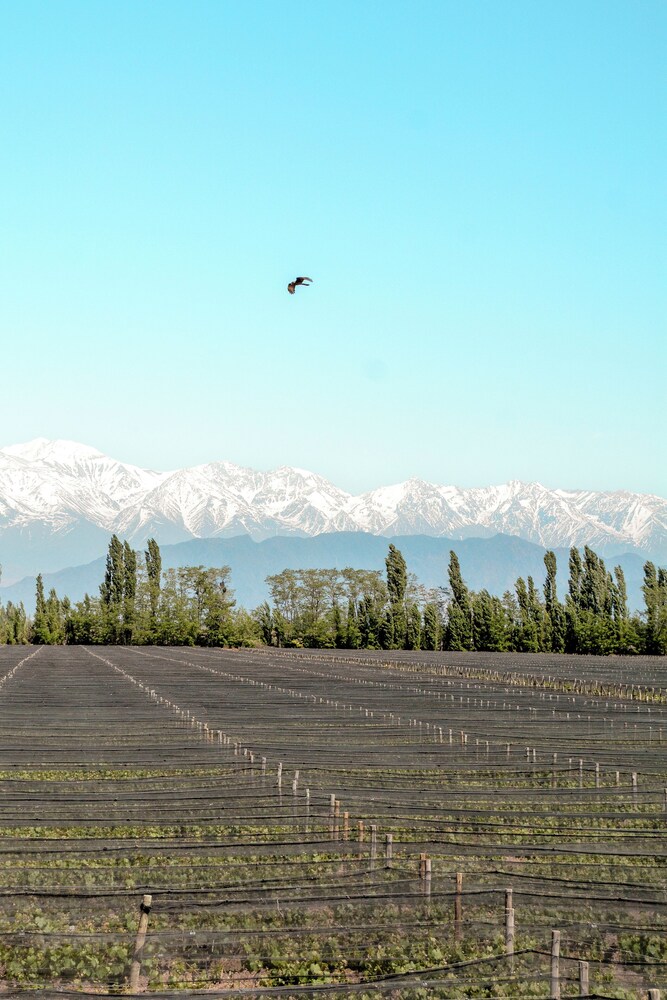 Agrelo Vines Lodge
