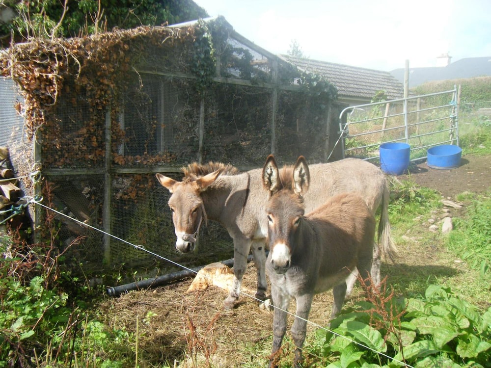 Ashfield Bed & Breakfast