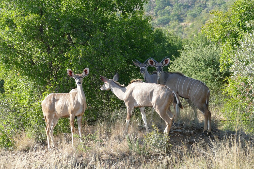 Morokolo Safari Lodge
