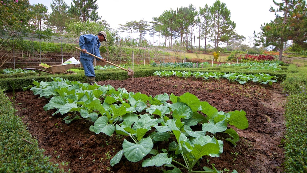 Binh An Village Dalat