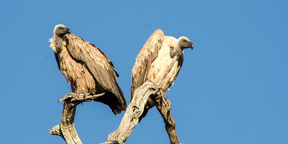 Elandela Private Game Reserve & Luxury Lodge