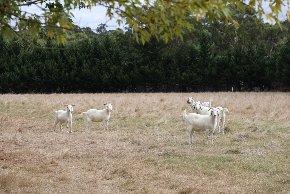 StayAU 2BR Yarra Valley Cottage