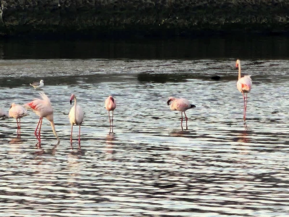 Flamingo Villa at Beach - Pool - Luxury - Solar Back Up