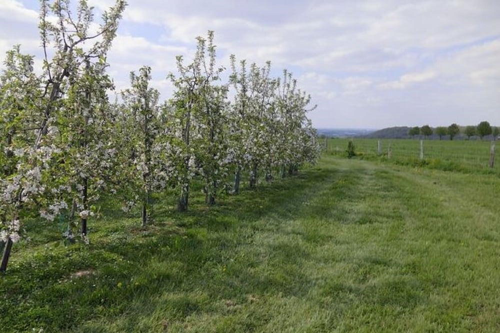 Photo 11