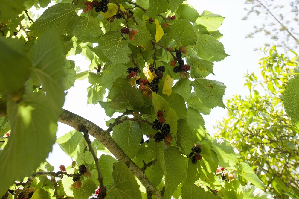 Villa Can Gabriel