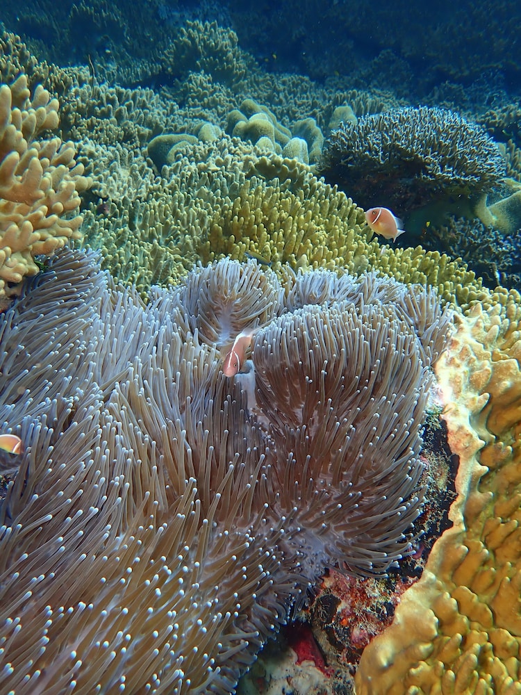 ANDAU DIVE RESORT - RAJA AMPAT