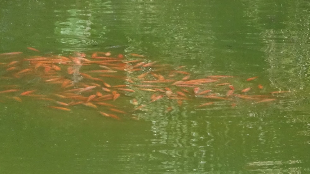 Acualandia Fish