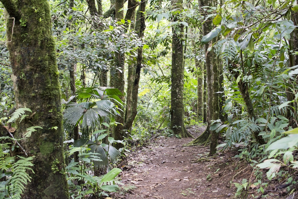Bosque de Paz